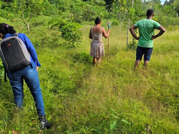 Comunidades Quilombolas de Oriximiná Avançam na Produção Sustentável de Alimentos