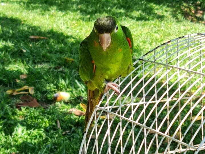 Criação Ilegal de Pássaros no Amazonas: Um Problema Persistente