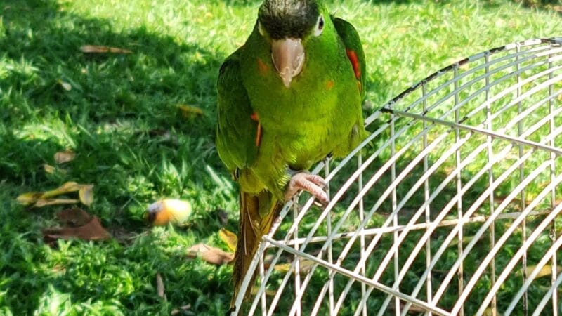 Criação Ilegal de Pássaros no Amazonas: Um Problema Persistente