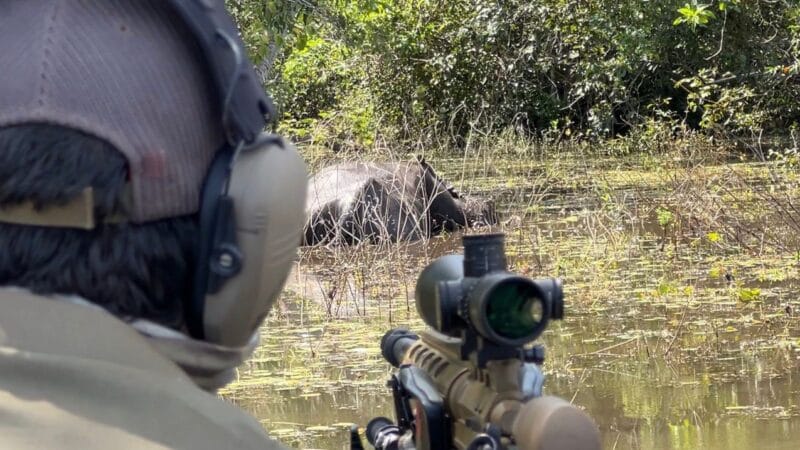 Justiça Federal autoriza reinício do abate experimental de búfalos invasores na Amazônia