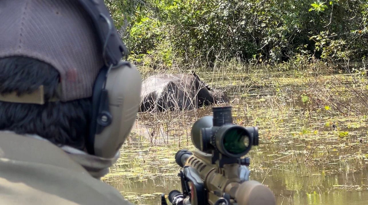 Justiça Federal autoriza reinício do abate experimental de búfalos invasores na Amazônia