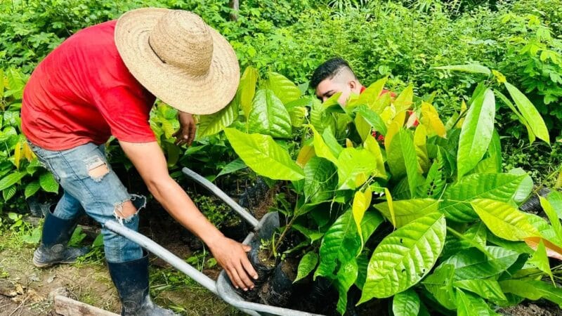 Amapá Recebe 18 Mil Mudas de Cacau para Impulsionar a Agricultura Local