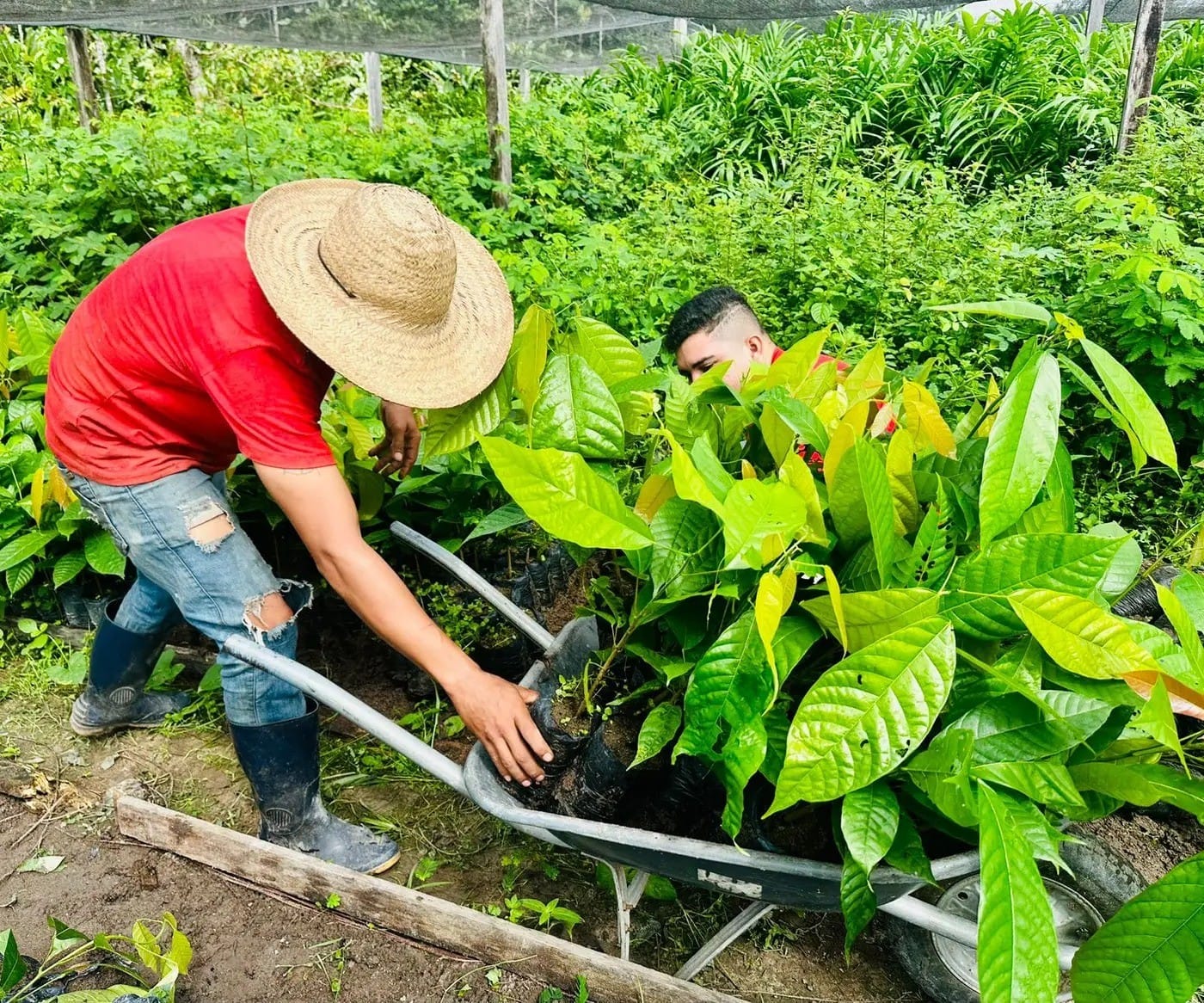 Amapá Recebe 18 Mil Mudas de Cacau para Impulsionar a Agricultura Local