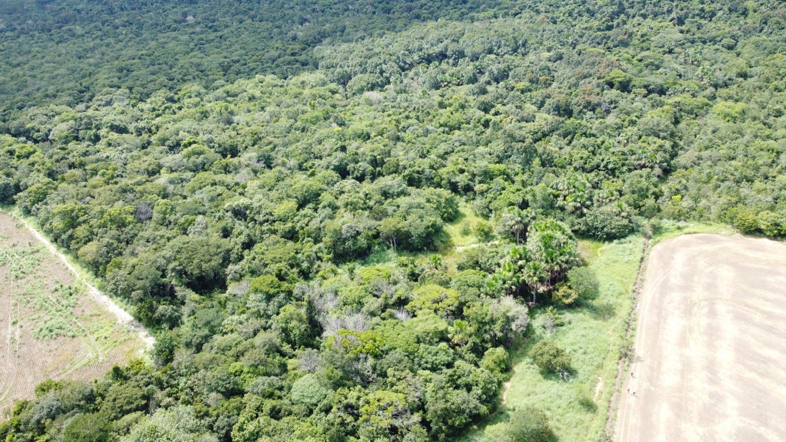 Desaparecimento e Resgate do Mecânico Agrícola no Tocantins: Uma História de Sobrevivência