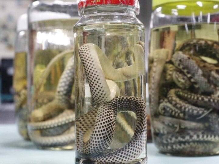 Aumento dos Acidentes com Animais Peçonhentos no Amazonas em 2026