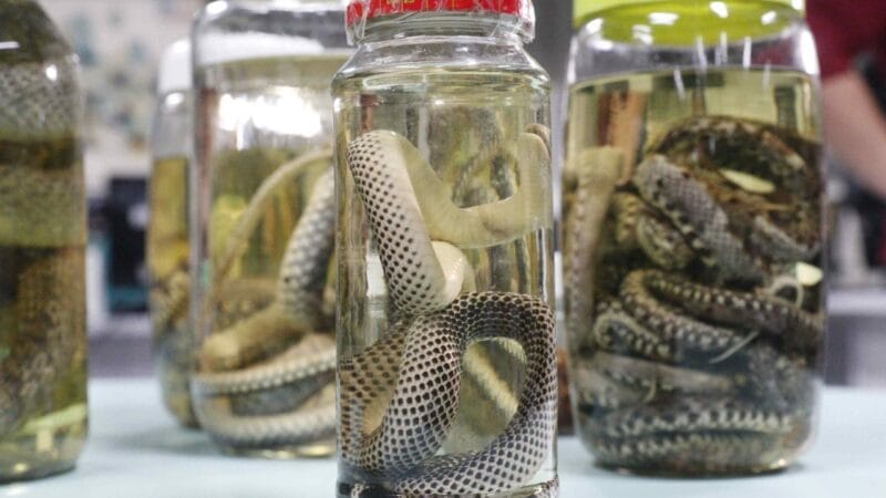 Aumento dos Acidentes com Animais Peçonhentos no Amazonas em 2026