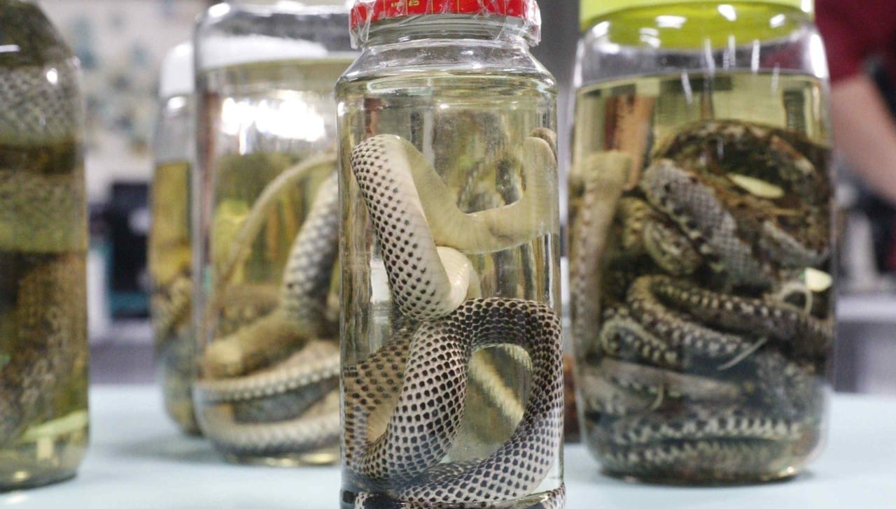 Aumento dos Acidentes com Animais Peçonhentos no Amazonas em 2026