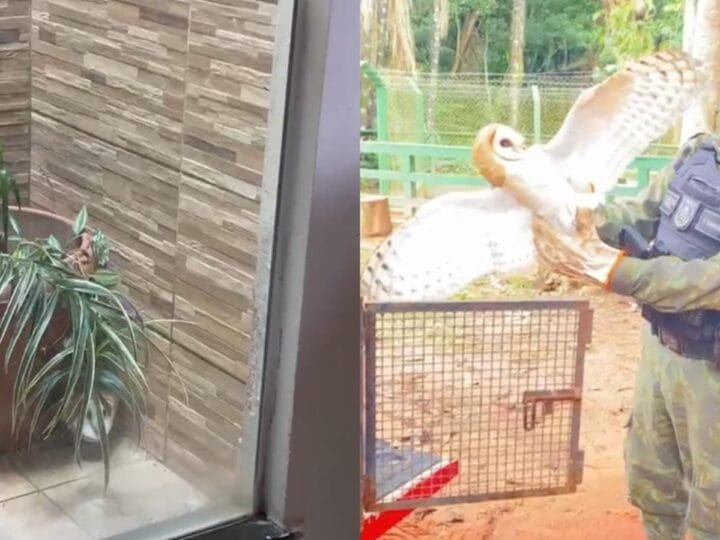 Aumento de Resgates de Animais Silvestres em Santarém em 2026