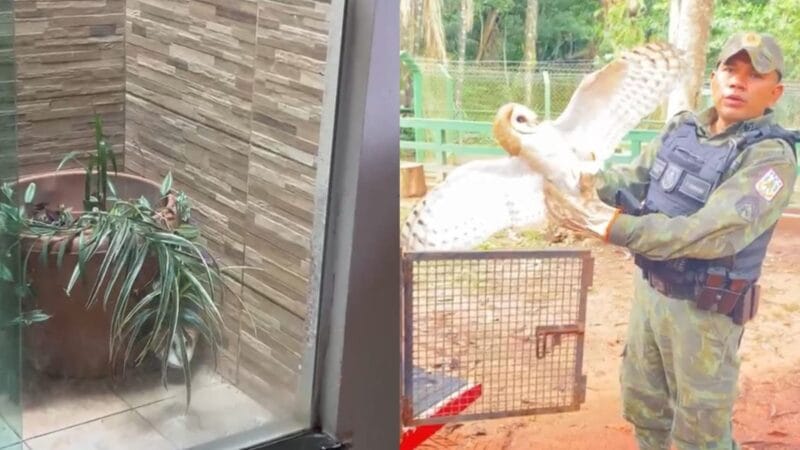 Aumento de Resgates de Animais Silvestres em Santarém em 2026