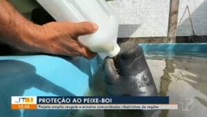 Iniciativa Fortalece Resgate e Conservação do Peixe-Boi na Amazônia