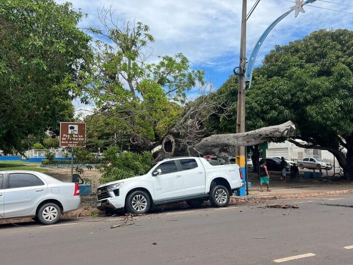 Incidente na Av. Tapajós em Santarém: Árvore Cai e Causa Transtornos