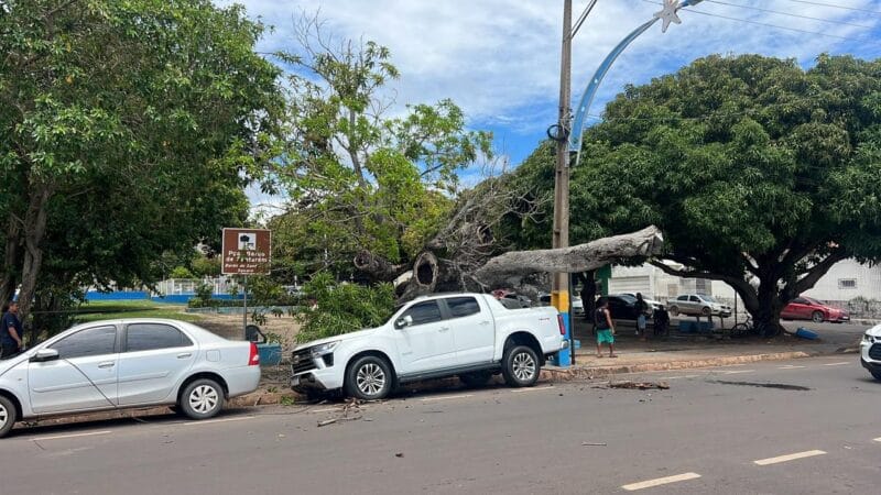 Incidente na Av. Tapajós em Santarém: Árvore Cai e Causa Transtornos