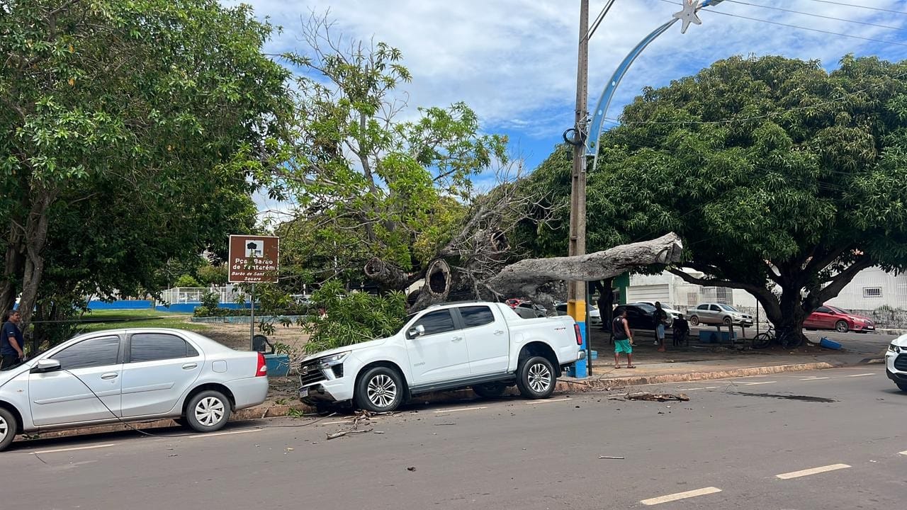 Incidente na Av. Tapajós em Santarém: Árvore Cai e Causa Transtornos