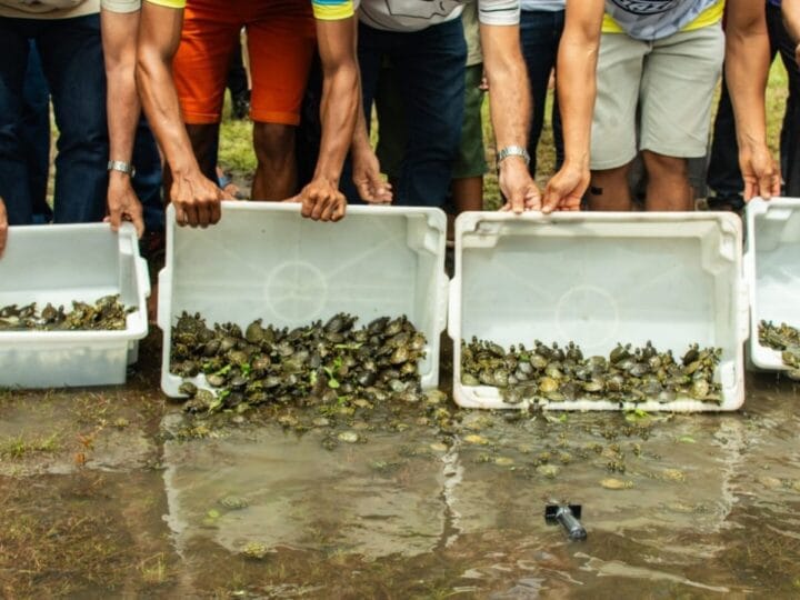 Soltura de 1.200 Filhotes de Quelônios Promove Preservação Ambiental no Rio Amazonas