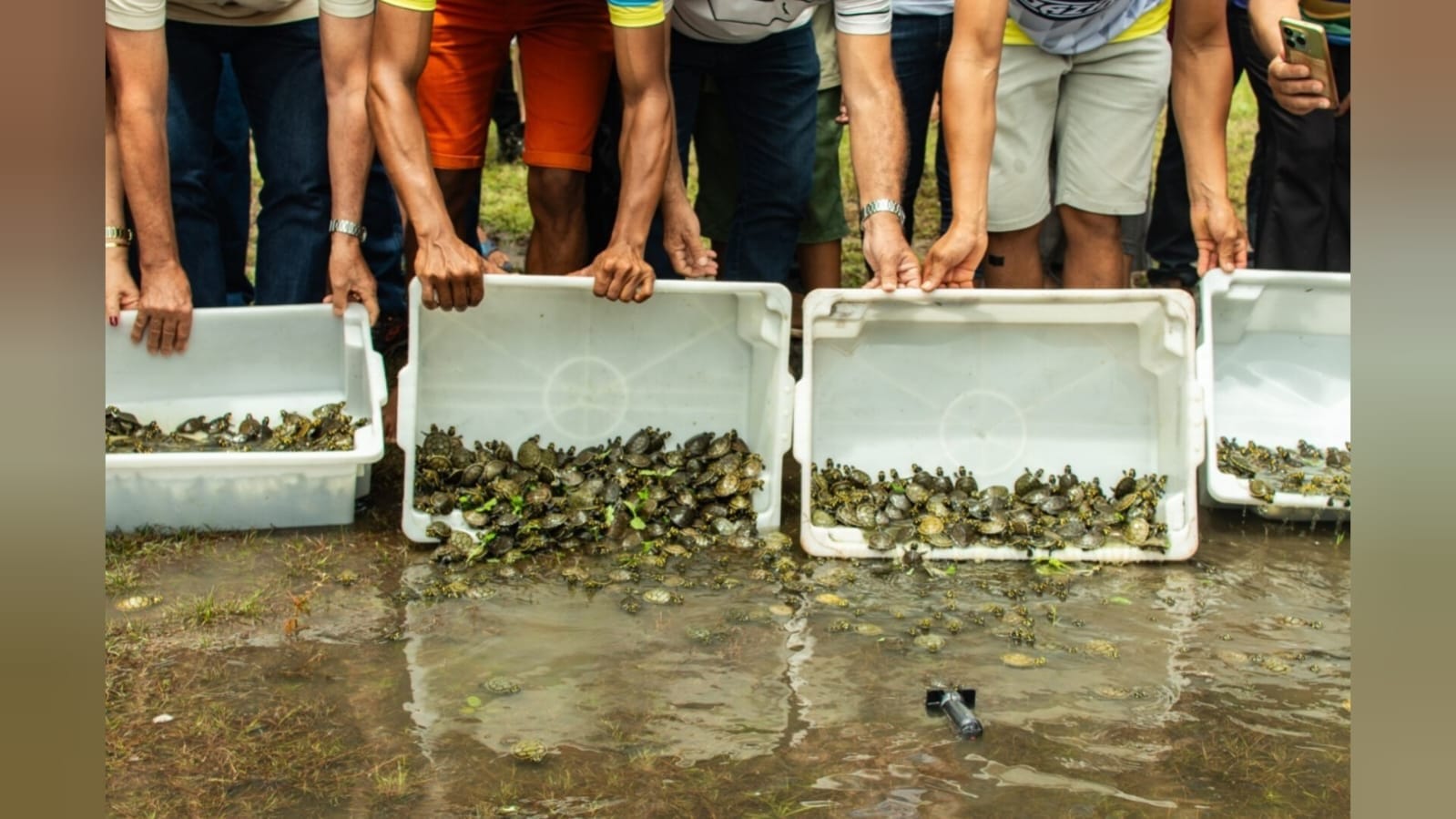 Soltura de 1.200 Filhotes de Quelônios Promove Preservação Ambiental no Rio Amazonas