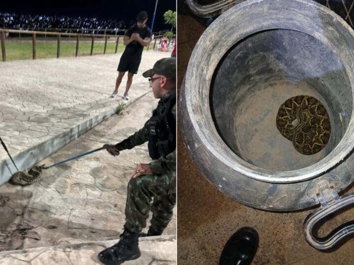 Resgate de Cobra Cascavel no Mirante do Saubal em Santarém