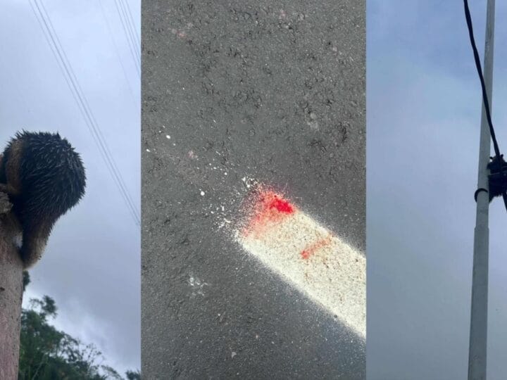 Tamanduá-mirim Resgatado em Belém: A Preocupante Interseção entre Mobilidade e Preservação Ambiental