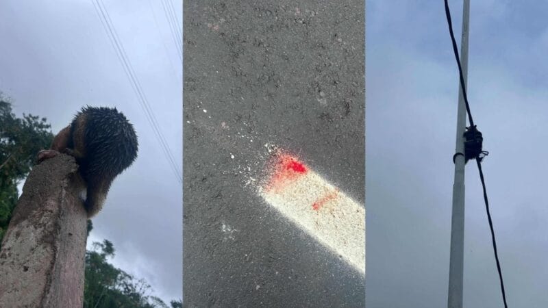 Tamanduá-mirim Resgatado em Belém: A Preocupante Interseção entre Mobilidade e Preservação Ambiental