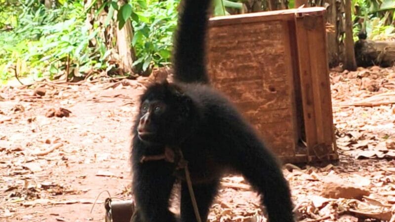 Resgate de Macaco-Aranha em Rondônia: Uma Ação Contra Maus-Tratos
