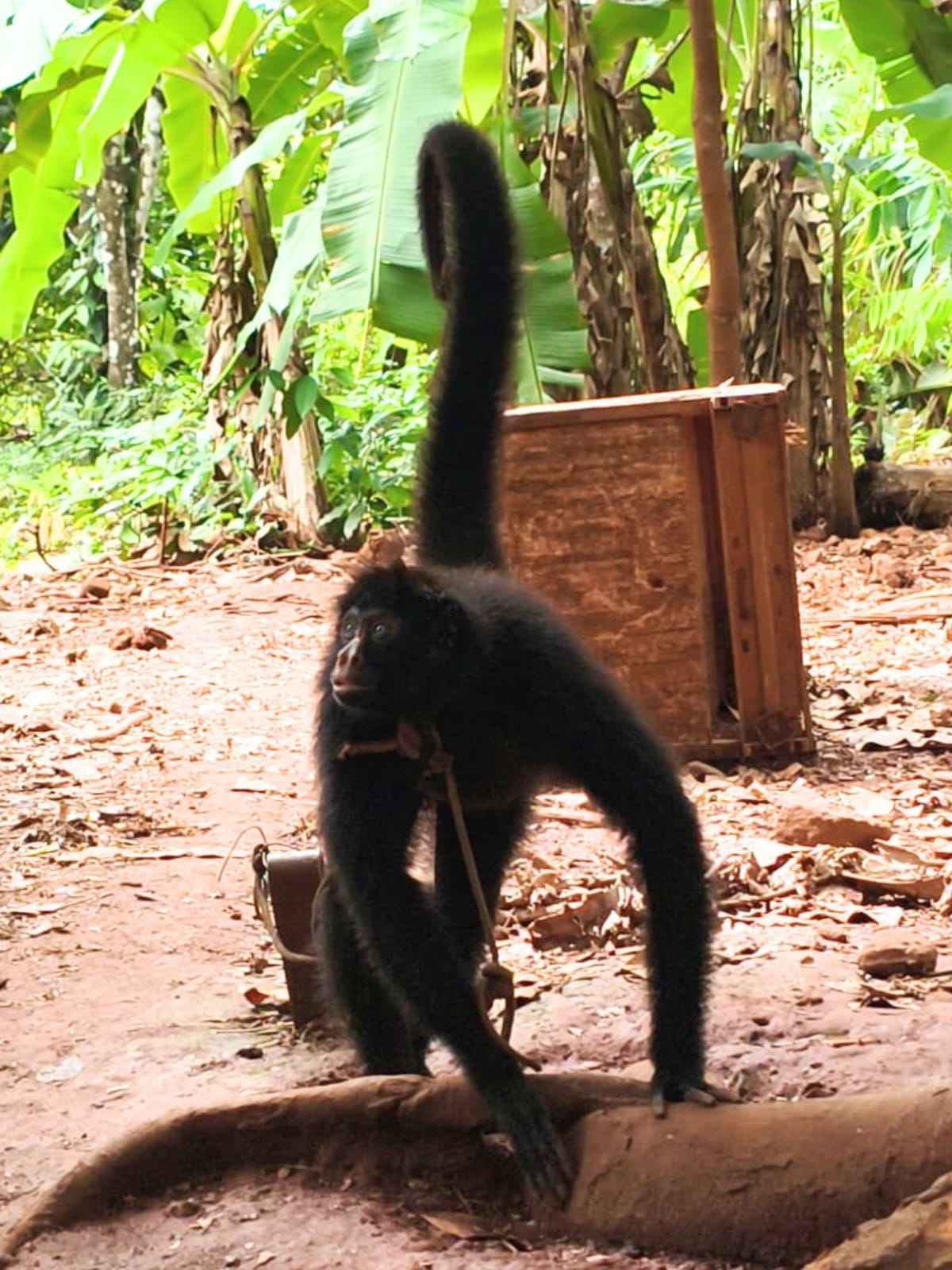 Resgate de Macaco-Aranha em Rondônia: Uma Ação Contra Maus-Tratos