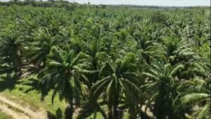 Inovação no Cultivo de Dendê no Pará Aumenta Produção em Até 38%