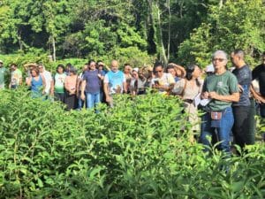 Aprovação de Projeto para Uso Seguro de Plantas Medicinais no SUS