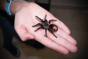 Guia Completo para Ter uma Aranha como Animal de Estimação