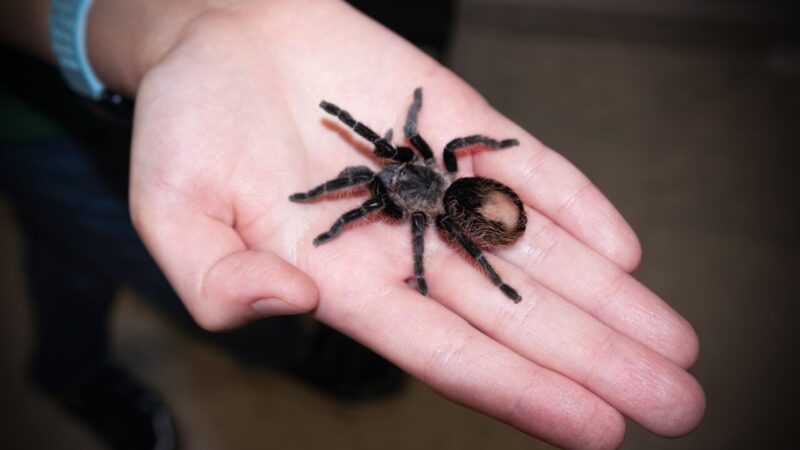 Guia Completo para Ter uma Aranha como Animal de Estimação