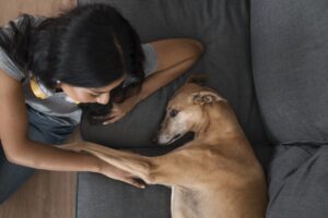 Nova Lei Regula Compartilhamento de Animais de Estimação em Casos de Separação