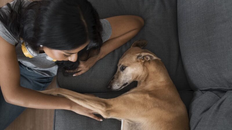 Nova Lei Regula Compartilhamento de Animais de Estimação em Casos de Separação