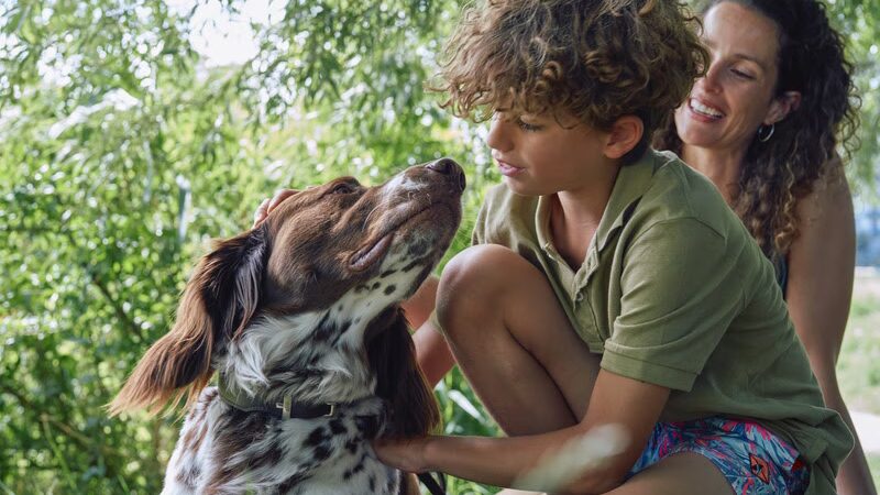 Boehringer Ingelheim: Dicas Essenciais para a Adoção de Pets