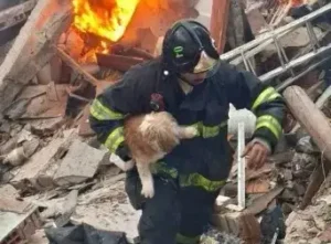 Animais Sobrevivem a Explosão no Jaguaré, São Paulo