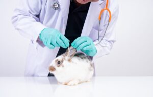 Botucatu Inaugura Centro Inovador para Reabilitação de Animais Silvestres em Colaboração com a Unesp
