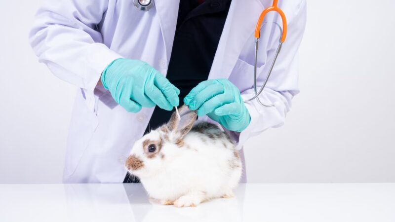 Botucatu Inaugura Centro Inovador para Reabilitação de Animais Silvestres em Colaboração com a Unesp