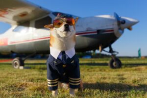 Como Viajar com Seu Pet: Dicas para Ônibus e Avião