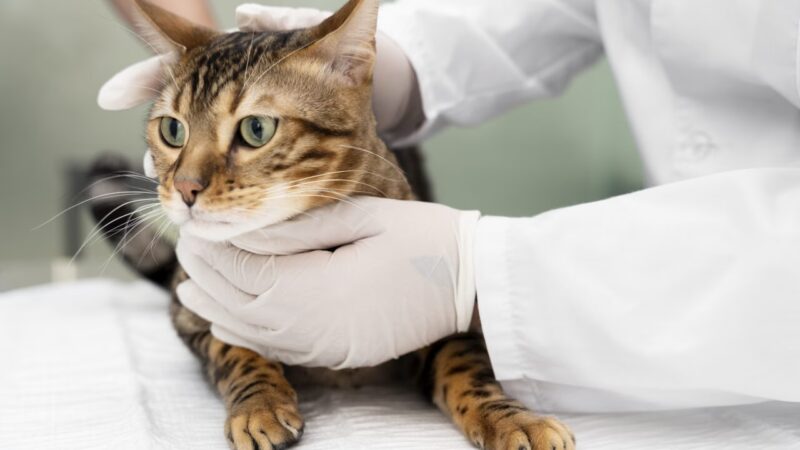 Primeiro Caso de Transmissão de Gripe Aviária de Gato para Humano nos EUA