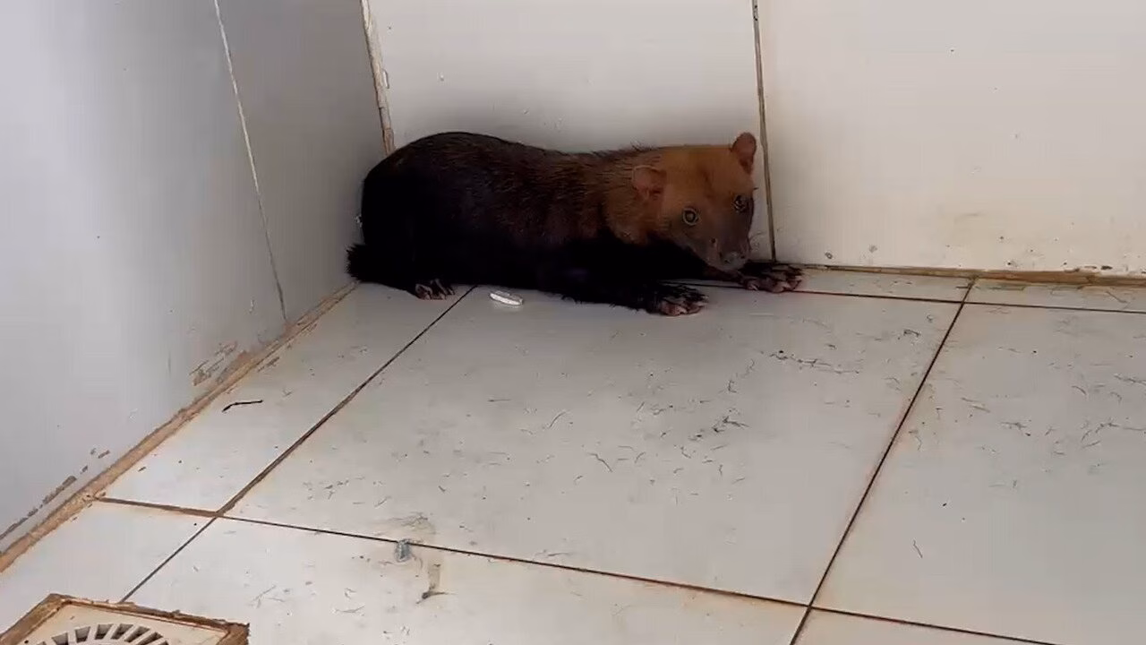 Resgate de Cachorro-Vinagre em Bom Jesus das Selvas: Uma Esperança para a Espécie Ameaçada