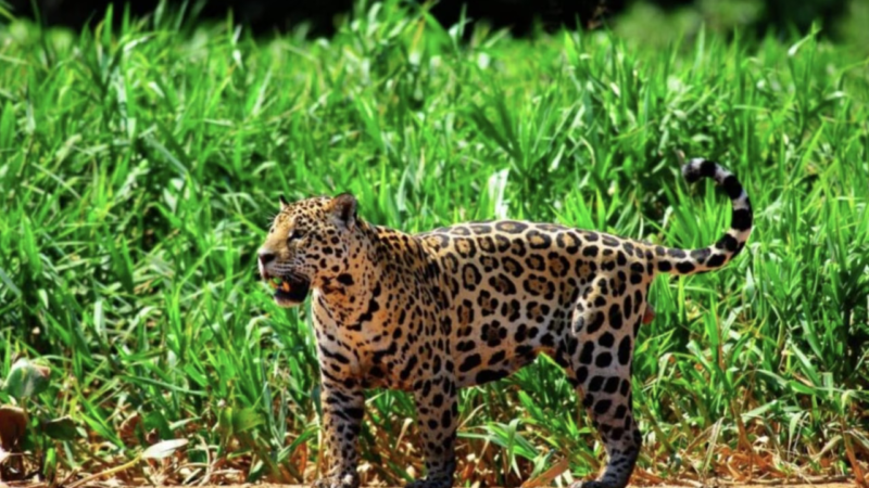 Desafios e Soluções para a Proteção da Fauna em Rodovias no Brasil