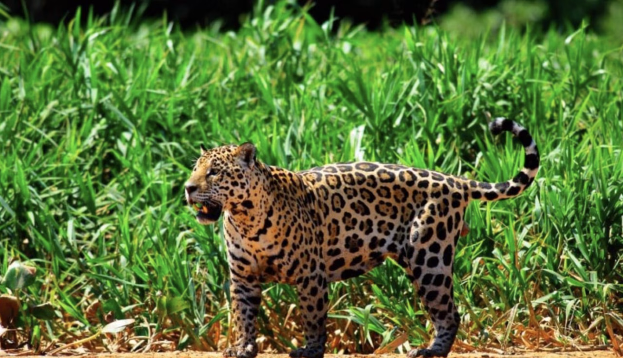 Desafios e Soluções para a Proteção da Fauna em Rodovias no Brasil