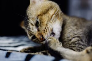 Avanços na Analgesia Multimodal: Protegendo a Saúde dos Felinos