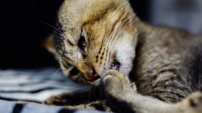 Avanços na Analgesia Multimodal: Protegendo a Saúde dos Felinos