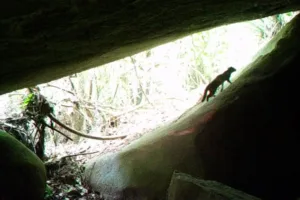 Registro Histórico do Gato-do-Mato-Pequeno em Parque Carioca