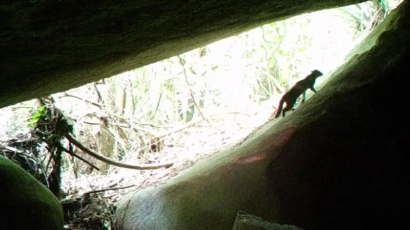 Registro Histórico do Gato-do-Mato-Pequeno em Parque Carioca