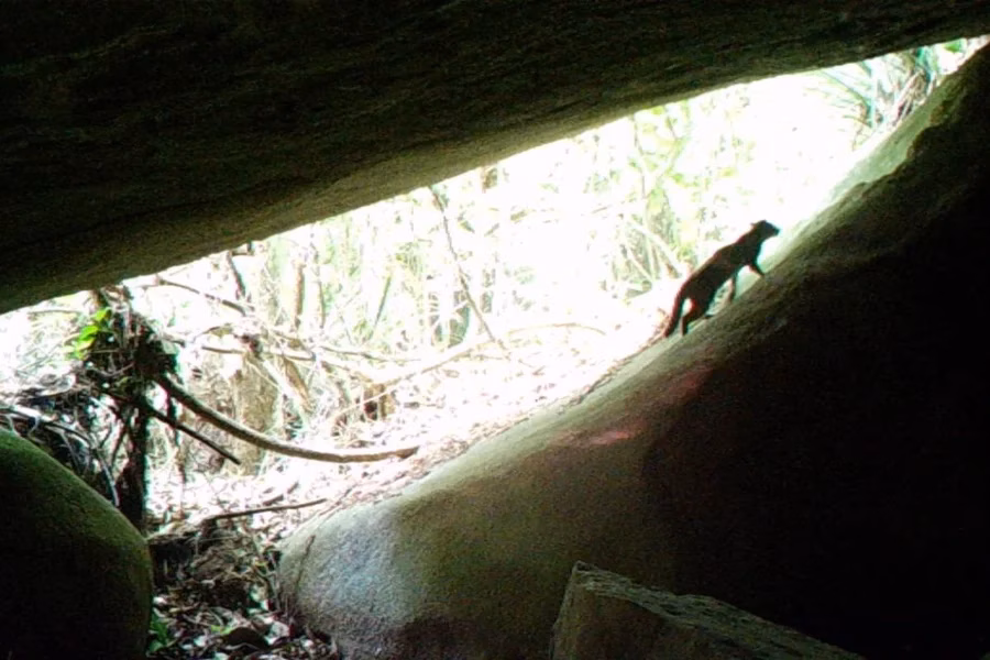 Registro Histórico do Gato-do-Mato-Pequeno em Parque Carioca
