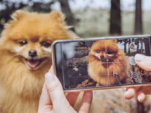 Golpe do Pet Desaparecido: O Uso da Inteligência Artificial na Extorsão Familiar