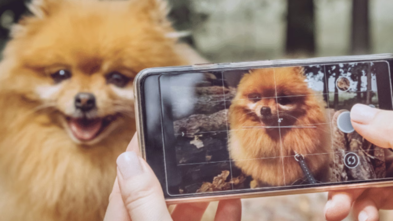 Golpe do Pet Desaparecido: O Uso da Inteligência Artificial na Extorsão Familiar