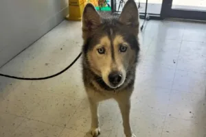 Husky retorna para casa após 12 anos desaparecido, graças a microchip