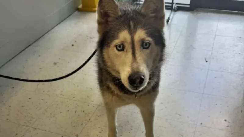Husky retorna para casa após 12 anos desaparecido, graças a microchip