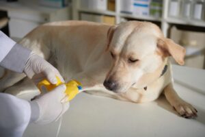 Imunoterapia: Uma Nova Fronteira no Tratamento de Alergias e Câncer em Animais de Estimação