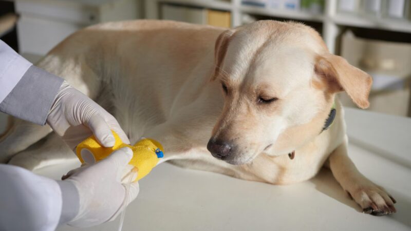 Imunoterapia: Uma Nova Fronteira no Tratamento de Alergias e Câncer em Animais de Estimação